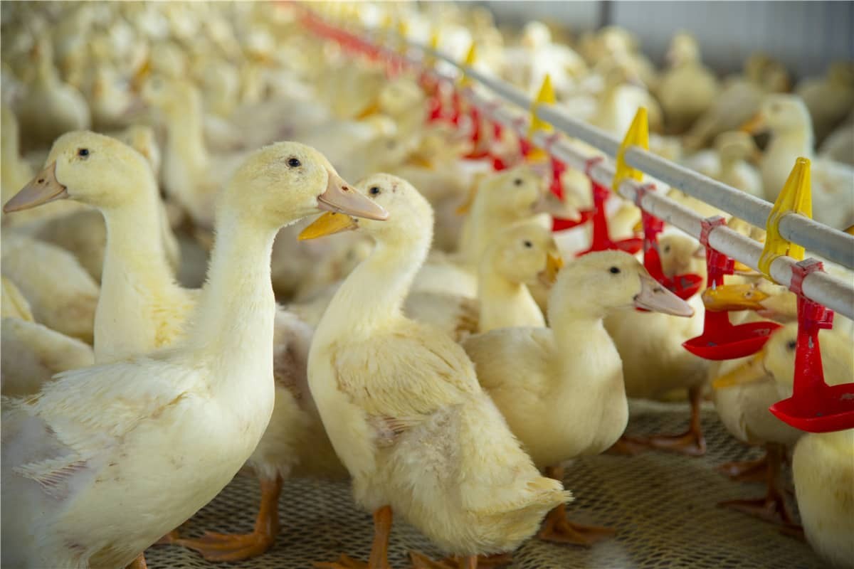 RFID 기술로 스마트 축산 구현