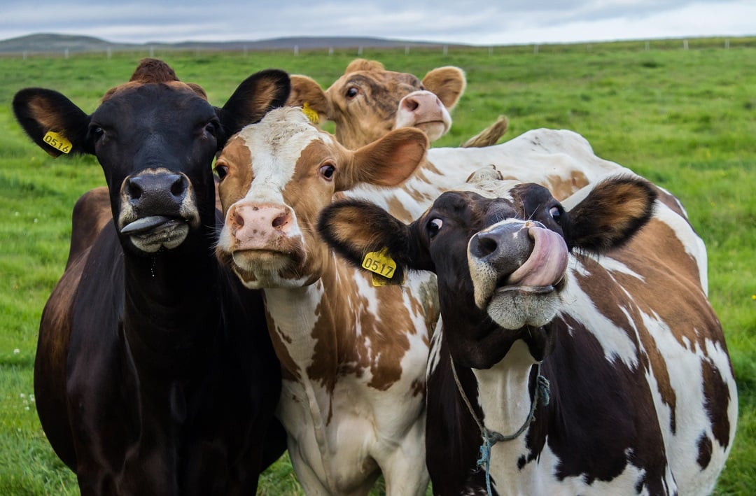 RFID in Animal Tracking: Transforming Livestock Management and Wildlife Monitoring